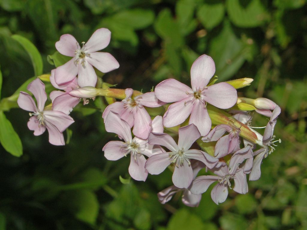 Saponaria officinalis